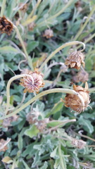 Sanvitalia procumbens