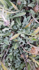 Sanvitalia procumbens