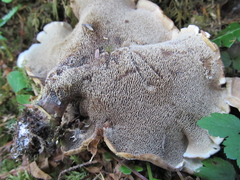 Sarcodon stereosarcinon