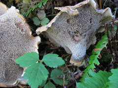 Sarcodon stereosarcinon