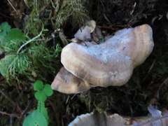 Sarcodon stereosarcinon