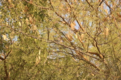 Streptopelia senegalensis