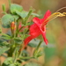 Ruellia asperula - Photo (c) Víctor de Paiva, algunos derechos reservados (CC BY-NC-ND), subido por Víctor de Paiva