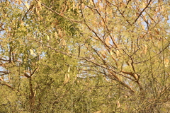 Streptopelia senegalensis