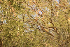 Streptopelia senegalensis