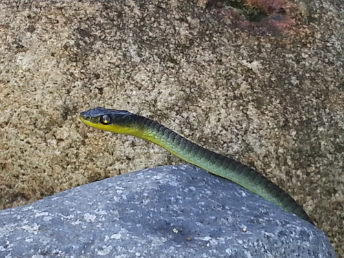 Common Tree Snake sighting