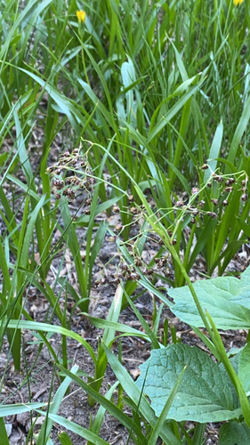 hitchcock's wood-rush (Luzula hitchcockii)