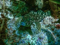 Chironemus marmoratus