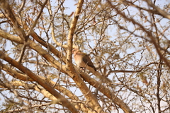 Streptopelia senegalensis