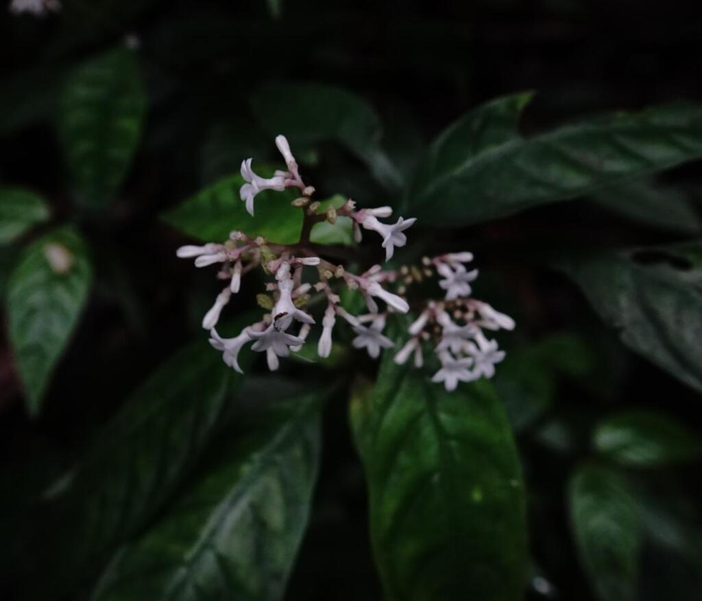 Rauvolfia serpentina; photograph (c) Paulmathi Vinod, some rights reserved (CC BY)