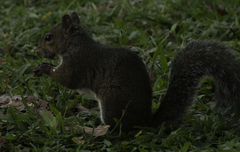 Sciurus carolinensis