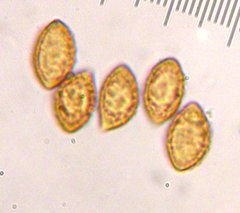 Cortinarius amabilis