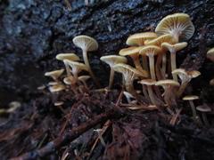 Xeromphalina brunneola