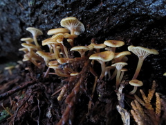 Xeromphalina brunneola