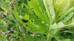 Trirhabda canadensis