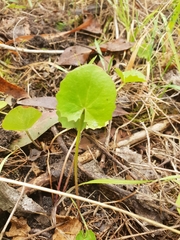 Centella cordifolia
