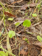 Centella cordifolia
