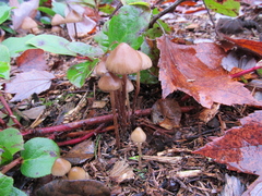 Psilocybe pelliculosa