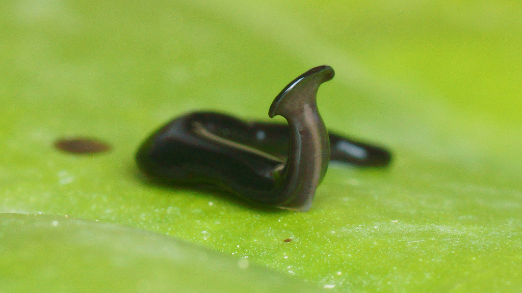 Vermiviatum