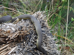 Elapognathus minor