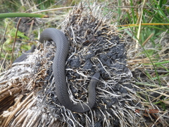 Elapognathus minor