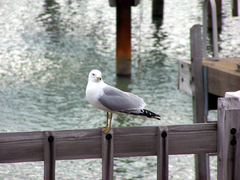 Larus delawarensis