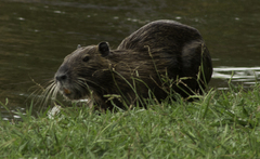 Myocastor coypus