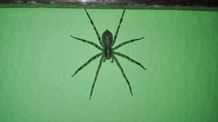 Acanthoctenus