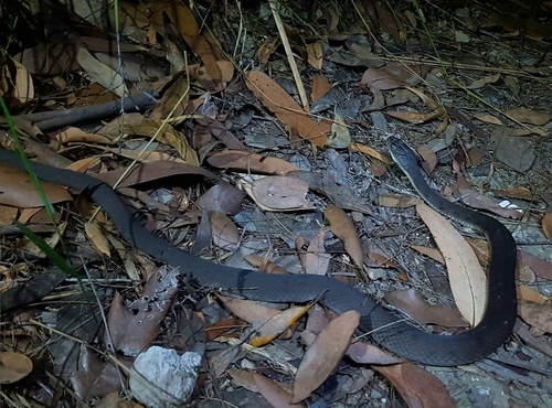 Rough-scaled Snake sighting