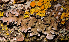 Physconia perisidiosa