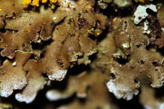 Physconia perisidiosa