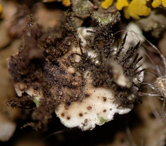 Physconia perisidiosa