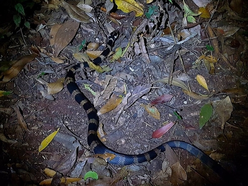Stephens' Banded Snake sighting