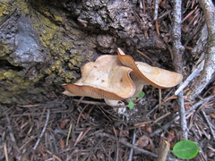Clitocybe albirhiza