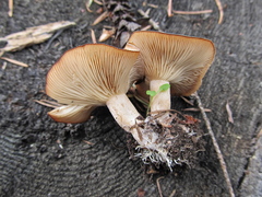Clitocybe albirhiza