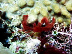 Achaeus japonicus