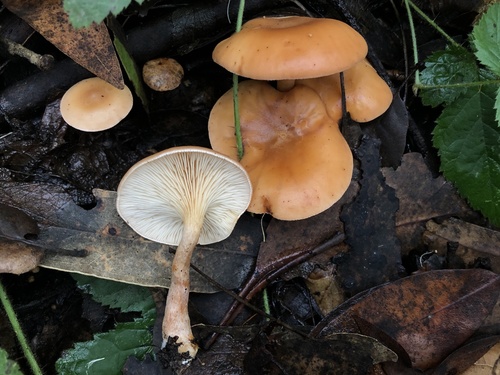 tawny funnel cap