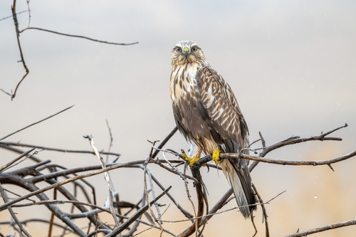 Rough-legged Hawk, photo 6 of 9