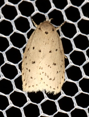 Brachynemata restricta