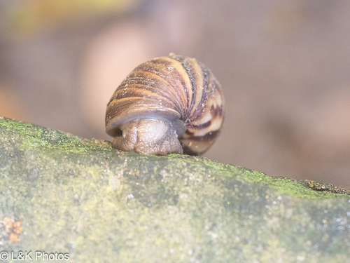 Lissachatina fulica