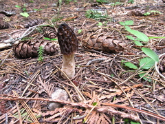 Morchella snyderi