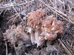 Ramaria rubripermanens