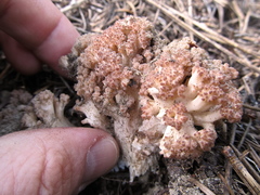 Ramaria rubripermanens