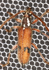 Strongylurus thoracicus