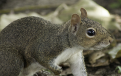 Sciurus carolinensis
