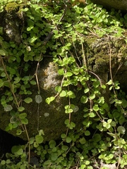 Pilea nummulariifolia