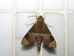 Angonyx testacea