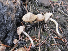 Psathyrella pennata