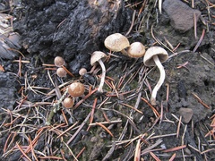 Psathyrella pennata