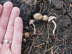 Psathyrella pennata